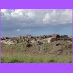 Petrified Wood 5.jpg